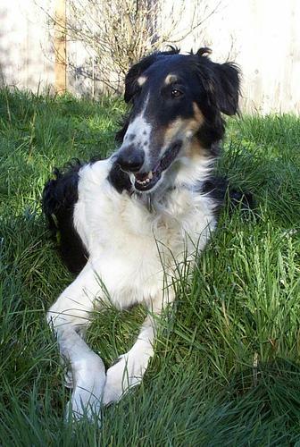 https://images.dog.ceo/breeds/borzoi/n02090622_431.jpg