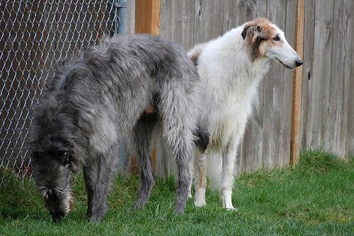 https://images.dog.ceo/breeds/borzoi/n02090622_4527.jpg