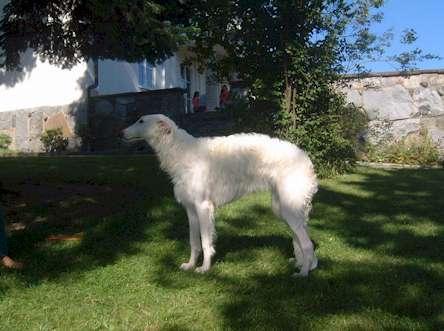 https://images.dog.ceo/breeds/borzoi/n02090622_5025.jpg