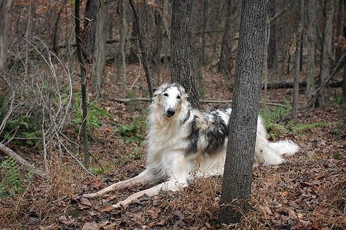 https://images.dog.ceo/breeds/borzoi/n02090622_5057.jpg