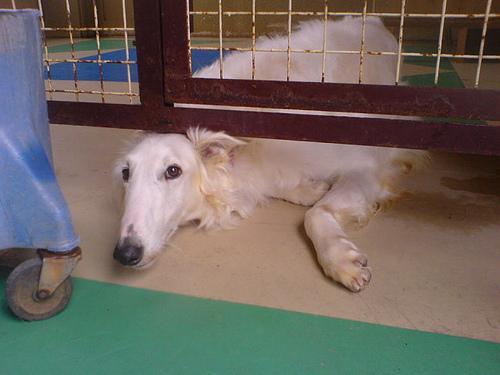 https://images.dog.ceo/breeds/borzoi/n02090622_5098.jpg