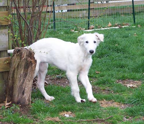 https://images.dog.ceo/breeds/borzoi/n02090622_5211.jpg