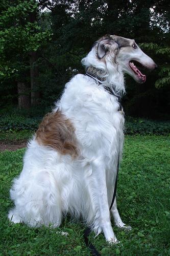 https://images.dog.ceo/breeds/borzoi/n02090622_5261.jpg