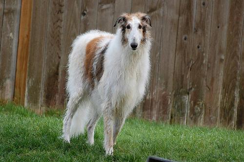 https://images.dog.ceo/breeds/borzoi/n02090622_5556.jpg