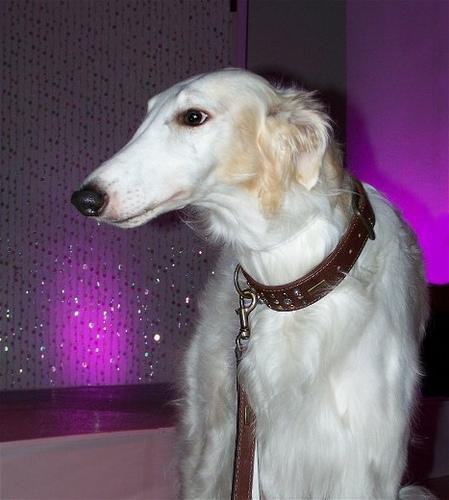 https://images.dog.ceo/breeds/borzoi/n02090622_5775.jpg