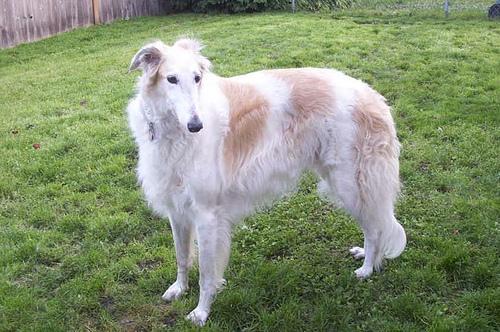 https://images.dog.ceo/breeds/borzoi/n02090622_585.jpg