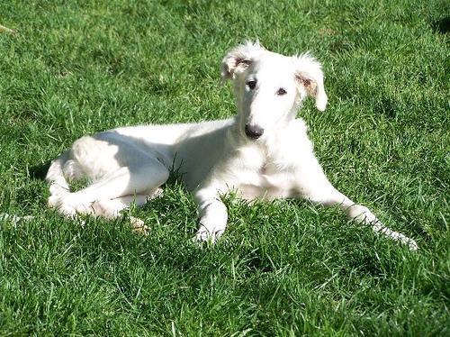 https://images.dog.ceo/breeds/borzoi/n02090622_5885.jpg