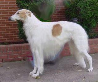 https://images.dog.ceo/breeds/borzoi/n02090622_5890.jpg