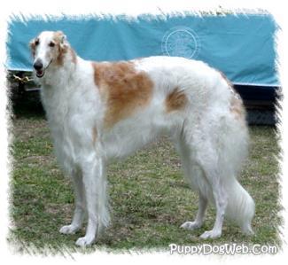 https://images.dog.ceo/breeds/borzoi/n02090622_5956.jpg