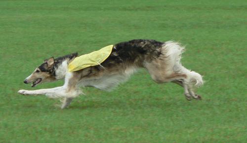 https://images.dog.ceo/breeds/borzoi/n02090622_6094.jpg