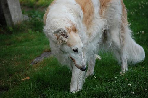 https://images.dog.ceo/breeds/borzoi/n02090622_6106.jpg