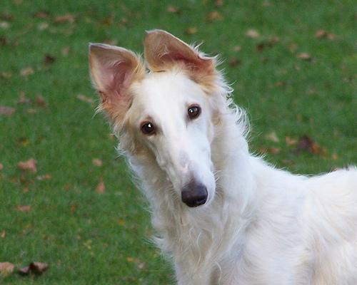 https://images.dog.ceo/breeds/borzoi/n02090622_6123.jpg