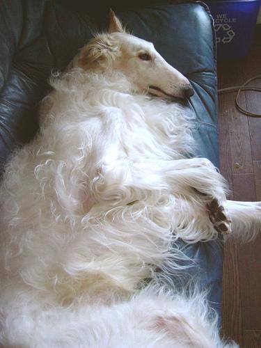 https://images.dog.ceo/breeds/borzoi/n02090622_6131.jpg