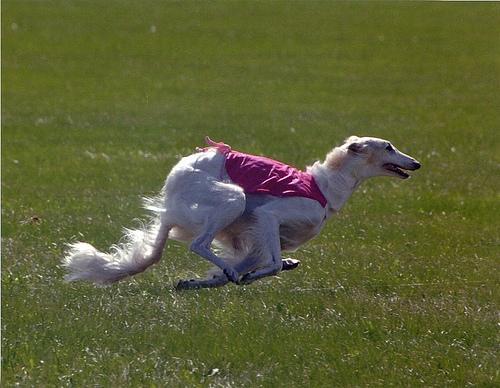 https://images.dog.ceo/breeds/borzoi/n02090622_6166.jpg