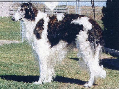 https://images.dog.ceo/breeds/borzoi/n02090622_6172.jpg