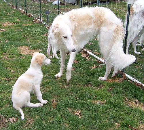 https://images.dog.ceo/breeds/borzoi/n02090622_6204.jpg