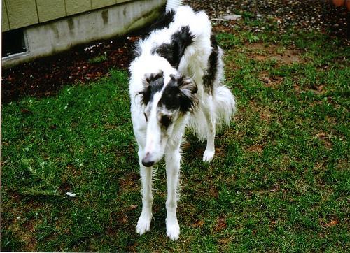 https://images.dog.ceo/breeds/borzoi/n02090622_6293.jpg