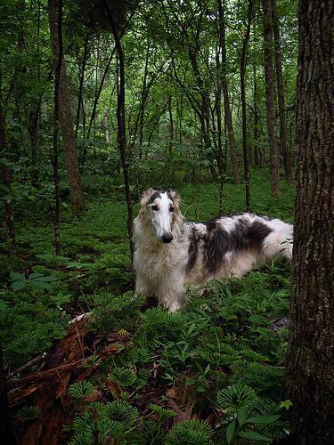 https://images.dog.ceo/breeds/borzoi/n02090622_6303.jpg