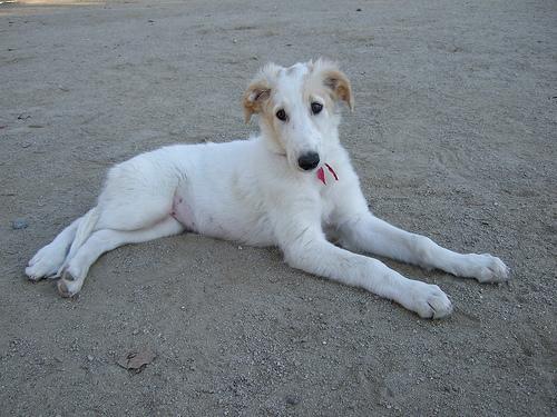 https://images.dog.ceo/breeds/borzoi/n02090622_6565.jpg