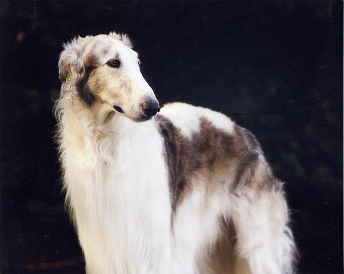 https://images.dog.ceo/breeds/borzoi/n02090622_6639.jpg