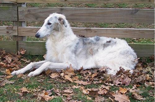 https://images.dog.ceo/breeds/borzoi/n02090622_6713.jpg