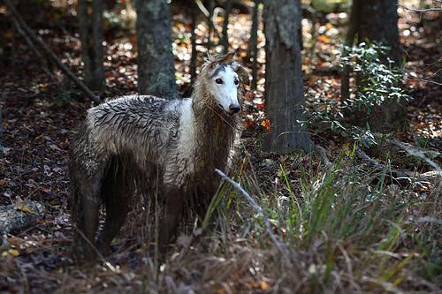 https://images.dog.ceo/breeds/borzoi/n02090622_6771.jpg