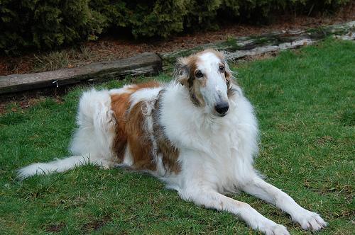 https://images.dog.ceo/breeds/borzoi/n02090622_6777.jpg