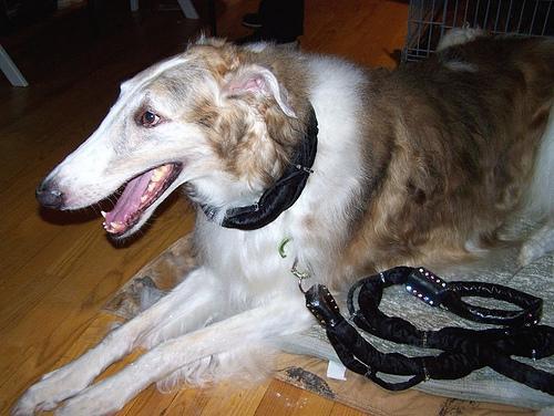 https://images.dog.ceo/breeds/borzoi/n02090622_6851.jpg