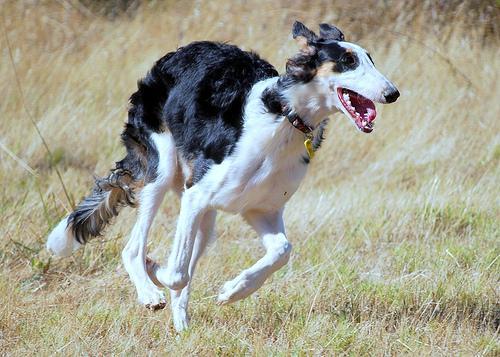 https://images.dog.ceo/breeds/borzoi/n02090622_6894.jpg