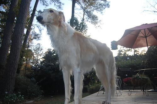 https://images.dog.ceo/breeds/borzoi/n02090622_693.jpg