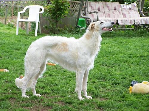 https://images.dog.ceo/breeds/borzoi/n02090622_6976.jpg