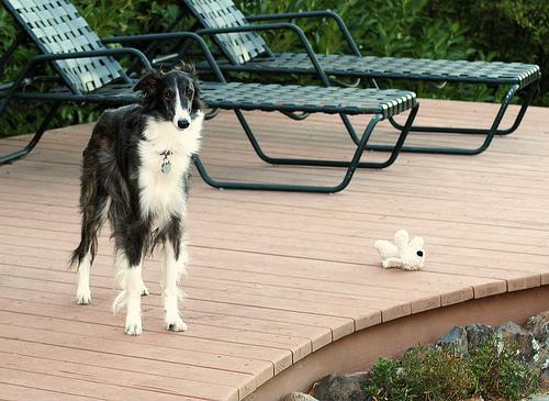 https://images.dog.ceo/breeds/borzoi/n02090622_6979.jpg