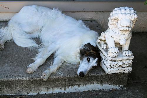 https://images.dog.ceo/breeds/borzoi/n02090622_7100.jpg