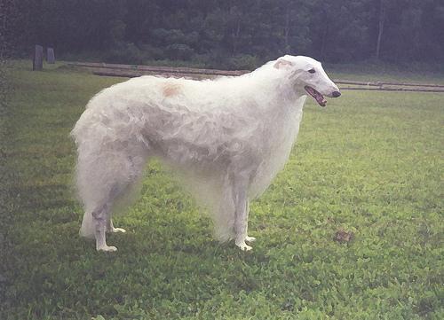 https://images.dog.ceo/breeds/borzoi/n02090622_7111.jpg