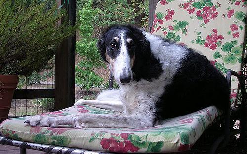 https://images.dog.ceo/breeds/borzoi/n02090622_7135.jpg