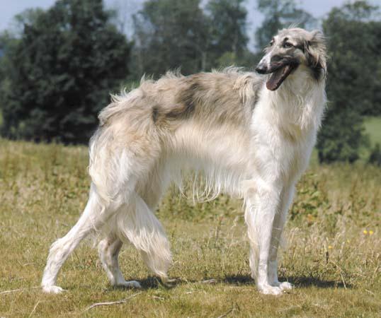 https://images.dog.ceo/breeds/borzoi/n02090622_7142.jpg