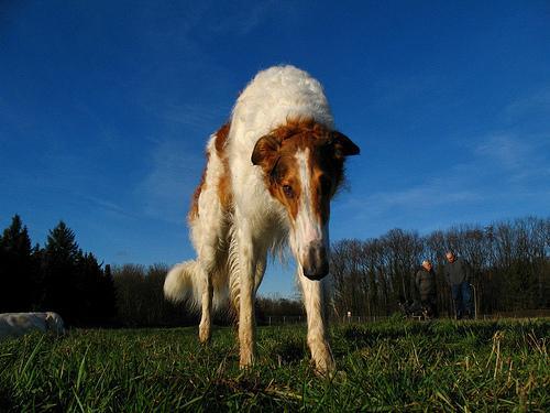 https://images.dog.ceo/breeds/borzoi/n02090622_7172.jpg