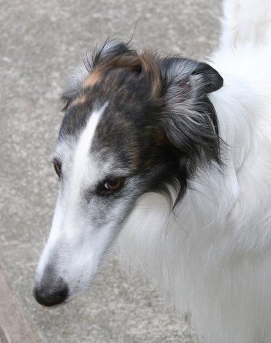 https://images.dog.ceo/breeds/borzoi/n02090622_7174.jpg