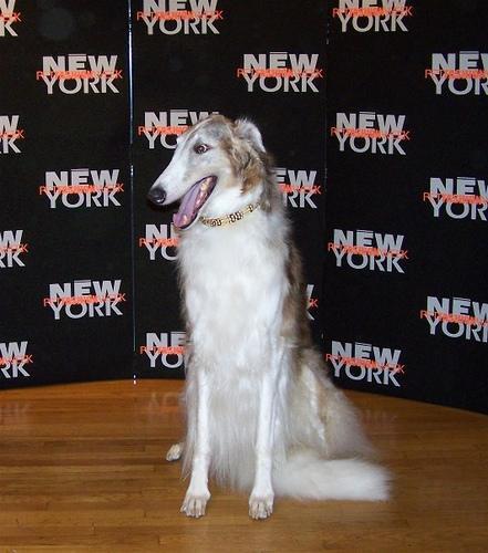 https://images.dog.ceo/breeds/borzoi/n02090622_7232.jpg