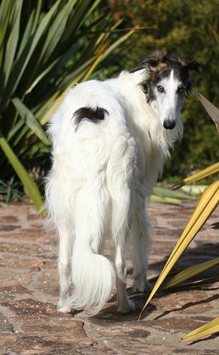 https://images.dog.ceo/breeds/borzoi/n02090622_7307.jpg