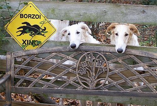 https://images.dog.ceo/breeds/borzoi/n02090622_7351.jpg