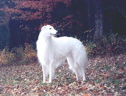 https://images.dog.ceo/breeds/borzoi/n02090622_7377.jpg