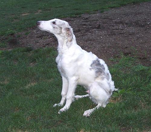 https://images.dog.ceo/breeds/borzoi/n02090622_7409.jpg