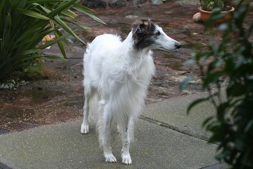 https://images.dog.ceo/breeds/borzoi/n02090622_7489.jpg