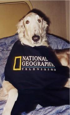 https://images.dog.ceo/breeds/borzoi/n02090622_7494.jpg