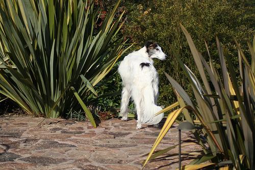 https://images.dog.ceo/breeds/borzoi/n02090622_7602.jpg