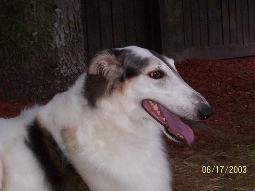 https://images.dog.ceo/breeds/borzoi/n02090622_7615.jpg