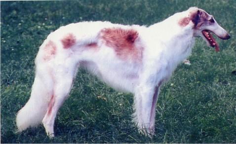 https://images.dog.ceo/breeds/borzoi/n02090622_7619.jpg