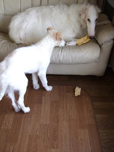 https://images.dog.ceo/breeds/borzoi/n02090622_7663.jpg