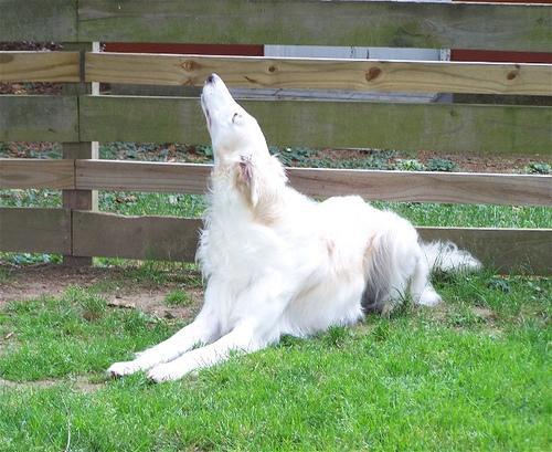 https://images.dog.ceo/breeds/borzoi/n02090622_7677.jpg